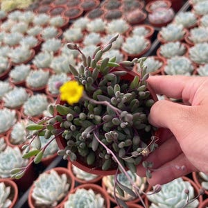 May include: A small potted succulent plant with green, oval-shaped leaves and a single yellow flower. The plant is held in a brown pot, with other similar plants in the background. The plant has purple stems.