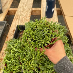 K&ouml;nnte beinhalten: Nahaufnahme einer String of Pearls Sukkulentenpflanze in einem kleinen, roten Topf. Die Pflanze hat viele kleine, runde, gr&uuml;ne Bl&auml;tter, die herabfallen. Weitere String of Pearls Pflanzen befinden sich im Hintergrund, zusammen mit einem schwarzen Beh&auml;lter und Holzbrettern.