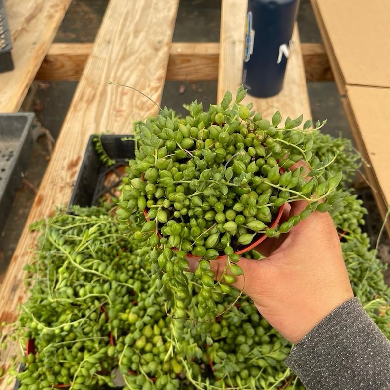 K&ouml;nnte beinhalten: Nahaufnahme einer String of Pearls Sukkulentenpflanze in einem kleinen, roten Topf. Die Pflanze hat viele kleine, runde, gr&uuml;ne Bl&auml;tter, die herabfallen. Weitere String of Pearls Pflanzen befinden sich im Hintergrund, zusammen mit einem schwarzen Beh&auml;lter und Holzbrettern.