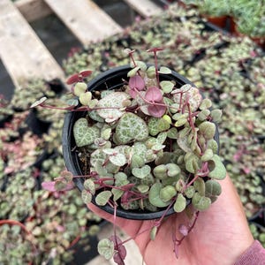 May include: A small potted succulent plant with green and white variegated leaves and red stems. The plant is in a black plastic pot and is being held by a hand.
