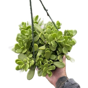 May include: A hanging basket of green succulent plants with rounded leaves. The plant is suspended by a green wire hanger. The leaves are a vibrant green color, and the plant appears healthy and full.