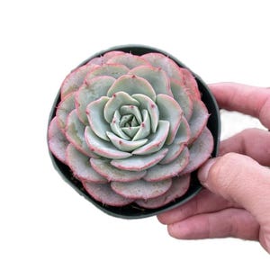 May include: A close-up of a succulent plant in a dark green pot. The succulent has pale green leaves with pink edges, arranged in a rosette shape. The plant is held by a person's hand against a white background.
