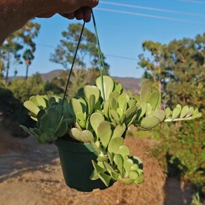 6” Senecio Jacobsenii Hanging Succulent