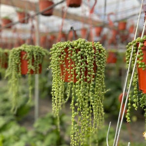 String of Pearls in 6 inch pot Hanging Succulent Plant LONG & FULL