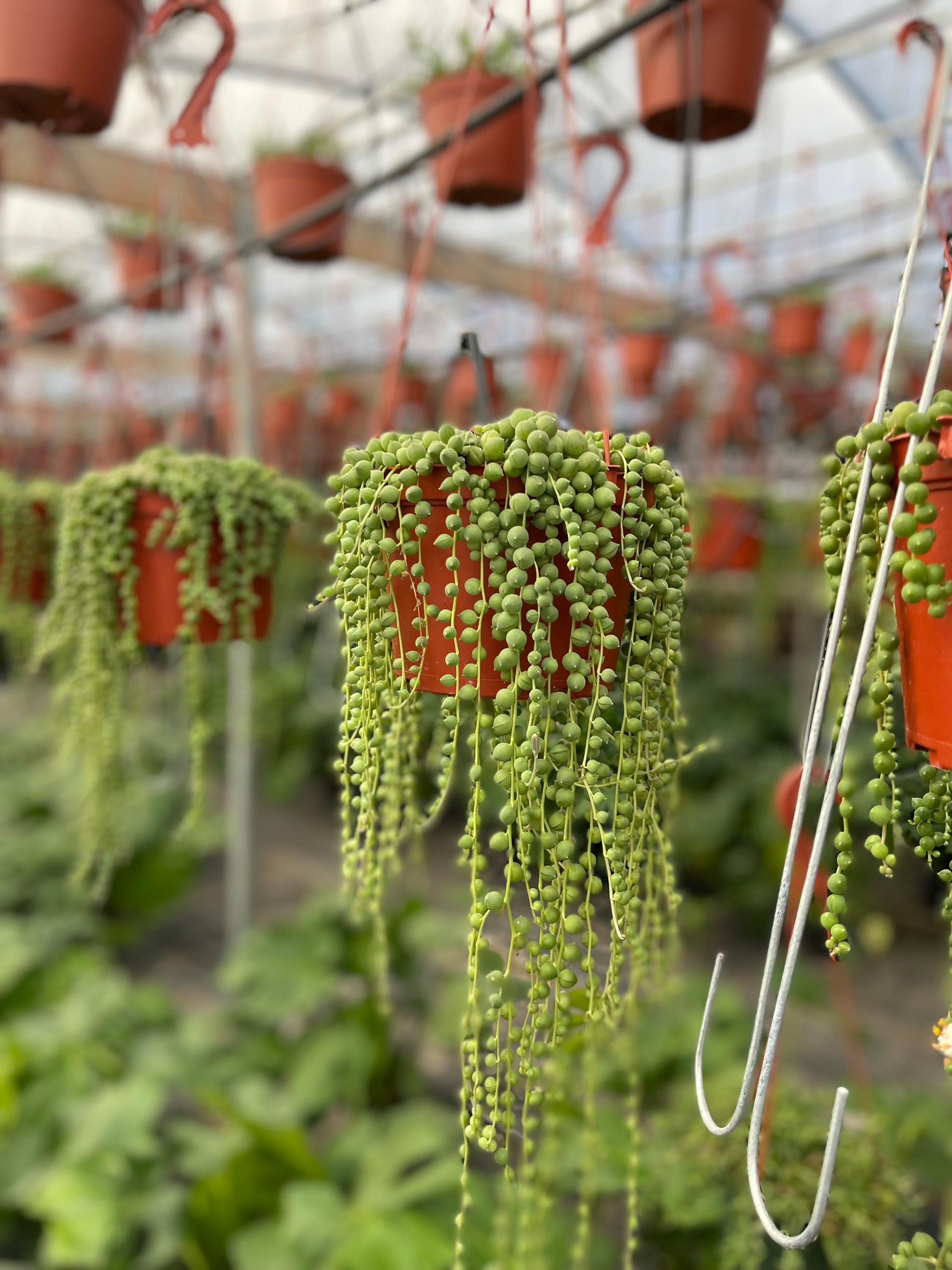 String of Pearls in 6 inch pot Hanging Succulent Plant LONG & FULL