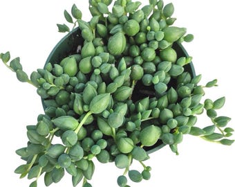 String Of Rain Drops Rare Live Plant in 4”pot FULL