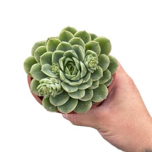Può includere: Una pianta succulenta verde in un piccolo vaso marrone. La pianta ha foglie arrotondate e fitte che formano una forma a rosetta. La succulenta è tenuta nella mano di una persona su uno sfondo bianco. La pianta ha diversi germogli più piccoli.