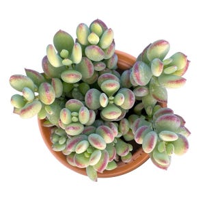 Live Rare Cotyledon Pendens Lime Scent 4 inch Succulent