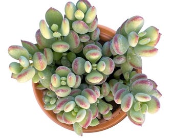 Live Rare Cotyledon Pendens Lime Scent 4 inch Succulent