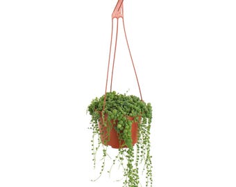 String of Pearls in 6 inch pot Hanging Succulent Plant