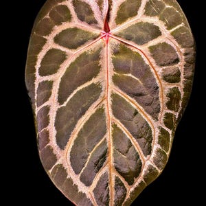 Anthurium Red Tiger - Etsy
