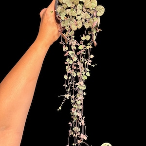 May include: A Ceropegia woodii variegata plant in a black plastic pot with long, trailing stems featuring small, heart-shaped leaves in shades of green, cream, and pink. A white plant tag is visible in the soil. A logo reads wild roots PLANT STUDIO & NURSERY.