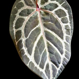 Anthurium Skg Silver - Etsy