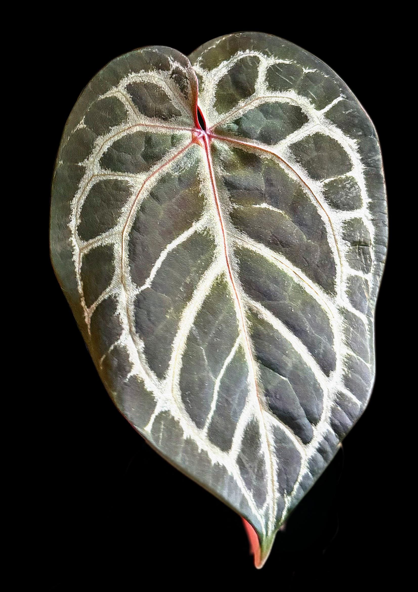 Anthurium Skg Silver - Etsy