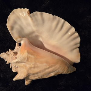 May include: A large, pale pink seashell with a frilled edge and a pointed tip. The shell is smooth and has a natural, organic texture.