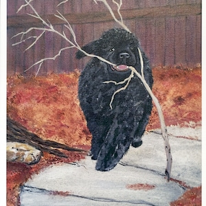 Newfoundland Dog Fine Art Print by Sharon Nummer
