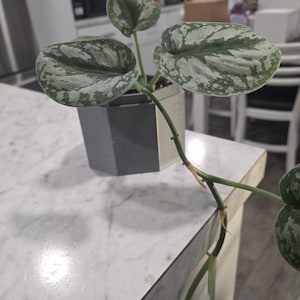May include: A potted Scindapsus pictus plant with large, heart-shaped leaves featuring a silver and green pattern. The plant is in a gray, geometric pot, sitting on a white countertop. The plant's stems are visible, with some yellowing.