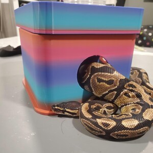 May include: A ball python with a brown and black patterned scale texture is positioned next to a square, multi-colored hide box. The box features a gradient of orange, blue, and pink horizontal stripes and includes a circular opening on the side.
