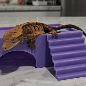 May include: A crested gecko rests on a purple reptile habitat with a built-in staircase. The gecko has a brown and orange pattern. The habitat is made of a solid, smooth material.