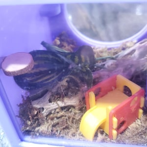 K&ouml;nnte beinhalten: Ein kleines, transparentes Terrarium aus Plastik mit einem gr&uuml;n-schwarz gestreiften Eidechsen, einem kleinen Holzstamm und einem roten und gelben Spielplatz aus Plastik.