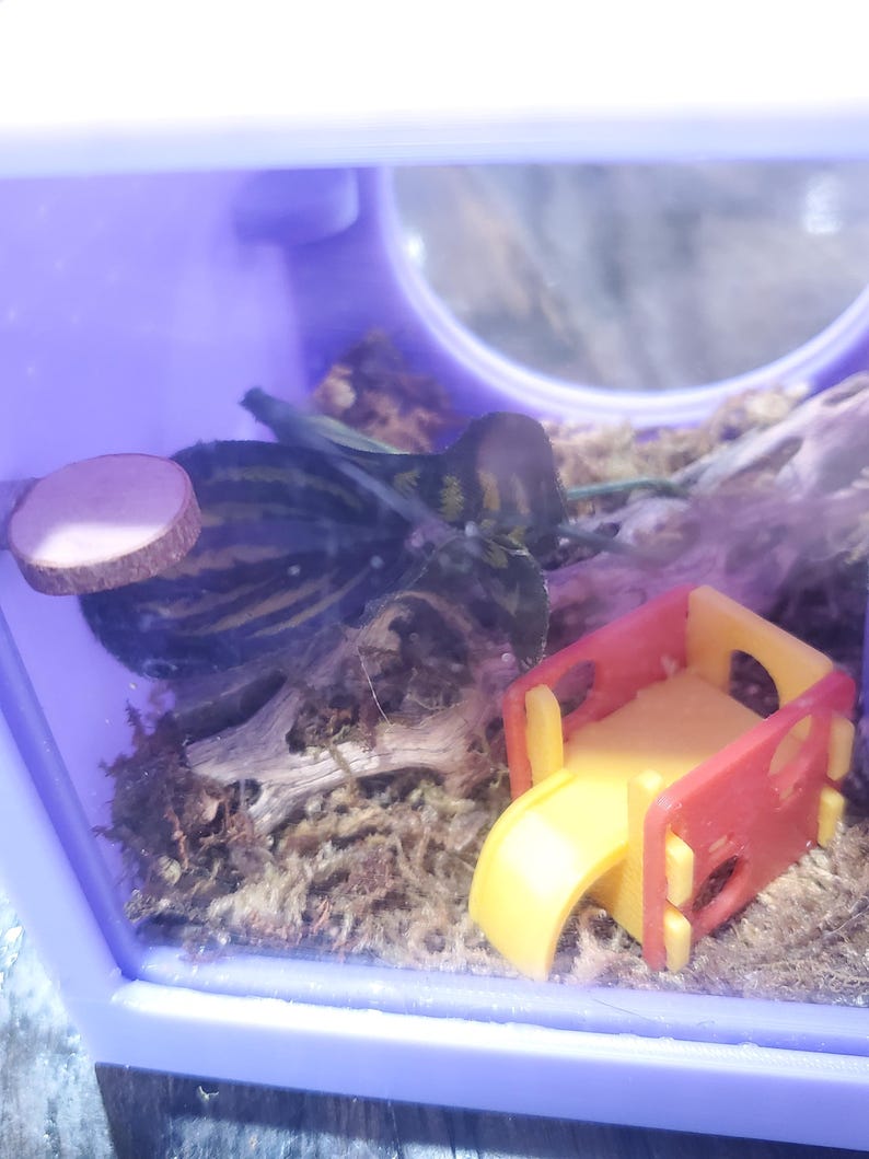 K&ouml;nnte beinhalten: Ein kleines, transparentes Terrarium aus Plastik mit einem gr&uuml;n-schwarz gestreiften Eidechsen, einem kleinen Holzstamm und einem roten und gelben Spielplatz aus Plastik.
