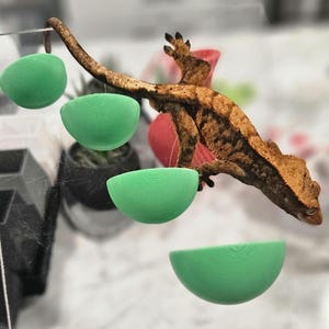 3D Printed Reptile Food Ledge: Gecko, Spider, Frog Feeding Dish