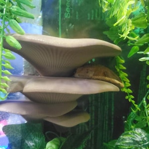 May include: A brown reptile hides under a stack of three mushroom-shaped ceramic decorations in a terrarium with green plants.