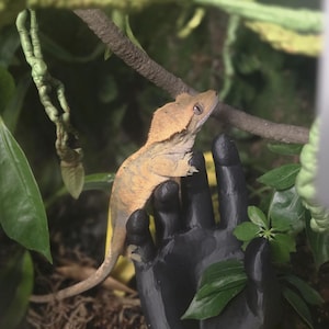 May include: A tan and yellow crested gecko perched on a black hand-shaped sculpture. The gecko is surrounded by green plants and branches, creating a naturalistic habitat. The sculpture is adorned with green leaves.