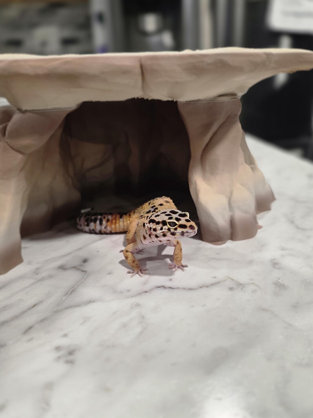 3D Printed Flat Rock Cave Hide. Perfect for Geckos, Spiders, Crabs ...