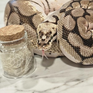 May include: A close-up of a white and black patterned snake with a forked tongue. The snake is coiled up on a white marble surface. A small glass jar with a cork lid contains a shed snake skin.