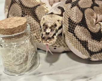 May include: A close-up of a white and black patterned snake with a forked tongue. The snake is coiled up on a white marble surface. A small glass jar with a cork lid contains a shed snake skin.