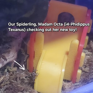K&ouml;nnte beinhalten: Eine kleine, braune Spinne erkundet ein gelbes und rotes Plastikspielzeug. Das Spielzeug ist wie eine Rutsche geformt und hat eine kleine &Ouml;ffnung oben. Die Spinne befindet sich auf dem Boden in der N&auml;he der Basis der Rutsche.