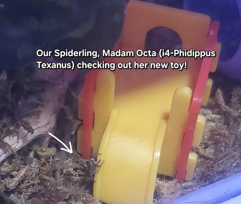 K&ouml;nnte beinhalten: Eine kleine, braune Spinne erkundet ein gelbes und rotes Plastikspielzeug. Das Spielzeug ist wie eine Rutsche geformt und hat eine kleine &Ouml;ffnung oben. Die Spinne befindet sich auf dem Boden in der N&auml;he der Basis der Rutsche.