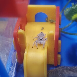 Miniature Little Park Set or Singles. 3D Printed. Perfect for Jumping Spiders Enrichment Toy Bild 2