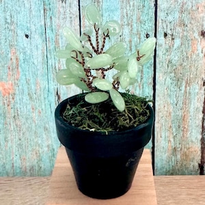 May include: A small, decorative tree in a black pot. The tree features light green, oval-shaped leaves and brown wire branches. The pot is filled with green moss. The background is a weathered, blue-green wooden surface.