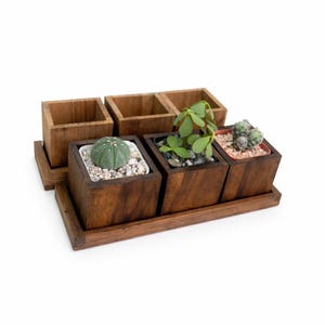 May include: A collection of small, square wooden planters with a dark brown finish. Three planters contain small succulents and cacti, with gravel and soil visible. The planters sit on a matching wooden tray, with three empty planters behind.