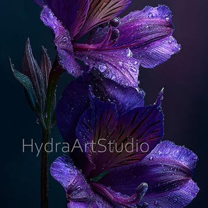 May include: A close-up of purple flowers with water droplets, set against a dark background. The petals show intricate textures and shades of purple and brown. The image includes the text "HydraArtStudio".