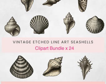 Vintage Etched Line Art Seashell Clipart Bundle Pngs x 24 Black Ink Hand Drawn Style Nautical Ocean Pngs Digital Instant Download