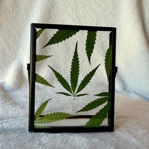 May include: A black framed display featuring several green cannabis leaves. The leaves are arranged within the clear glass of the frame, creating a botanical art piece. The frame is rectangular and has a stand.