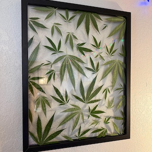 May include: A framed artwork featuring multiple green cannabis leaves arranged on a white background. The leaves vary in size and are encased in a black rectangular frame, creating a botanical display.