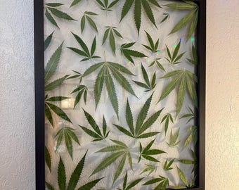 Può includere: Un'opera d'arte incorniciata con più foglie verdi di cannabis disposte su uno sfondo bianco. Le foglie variano di dimensioni e sono racchiuse in una cornice rettangolare nera, creando un'esposizione botanica.