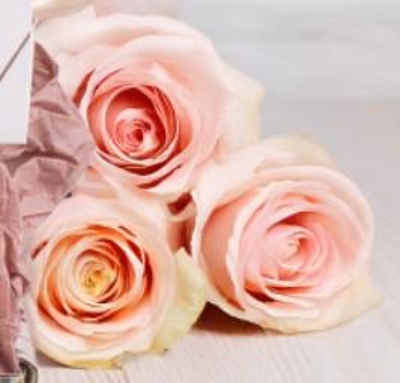 Pode incluir: Tr&ecirc;s rosas cor-de-rosa p&aacute;lido com uma apar&ecirc;ncia suave e delicada. As rosas est&atilde;o dispostas em um buqu&ecirc; e est&atilde;o sobre uma superf&iacute;cie de madeira clara.