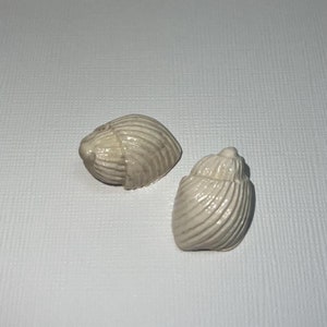 May include: Two small, white seashells with a smooth, textured surface. The shells are slightly open and have a natural, organic shape.