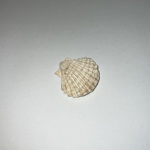 Coquille de palourde en argile