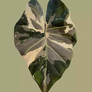 Alocasia Regal Shield Corms - Etsy