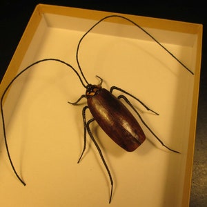 May include: A brown cockroach with long, thin black legs is pinned to a white background inside a brown cardboard box.
