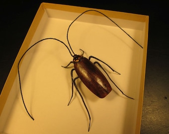 New dark cockroach