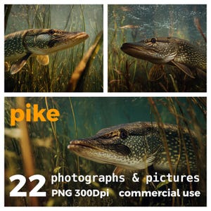 Northern Pike Fish Photos: Angling & Fishing PNG Clipart (Digital Download)