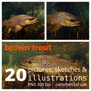 Brown Trout Illustrations: Fly Fishing Angling Art (20 PNG Digital Download)
