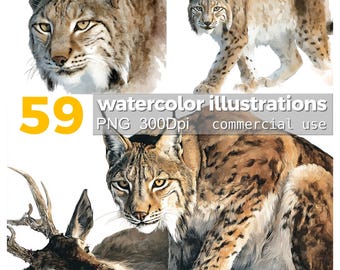 Watercolor Lynx Clipart: 59 PNG Animal Illustrations (Commercial Use, Digital Download)
